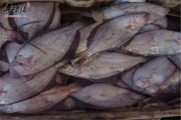 夏季吃海鲜旺季 推荐鲅鱼海螺和海虹  第3张
