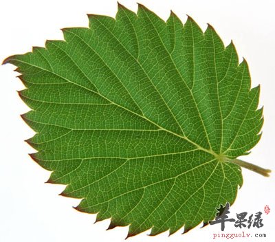 桑叶洗头