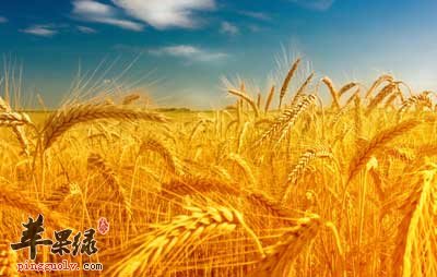 莲子心苦因为秋燥伤人—冰糖莲子羹与四宝粥  第1张