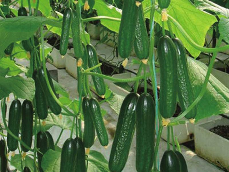 夏天种什么蔬菜  第4张