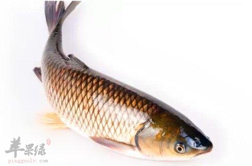 孕妇进补一些不错的食物选择  第4张