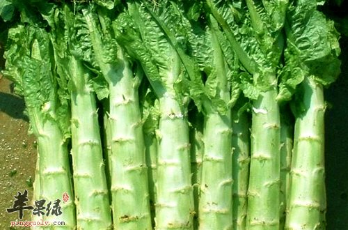 春季的蔬菜选择 这些食物很适合吃  第1张