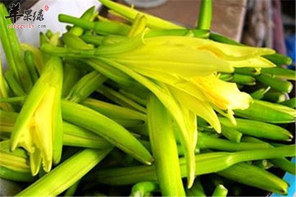 孕妇可以吃金针菜吗 这些一定要注意