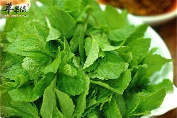 薄荷叶清凉止痒消炎预防感冒  第4张