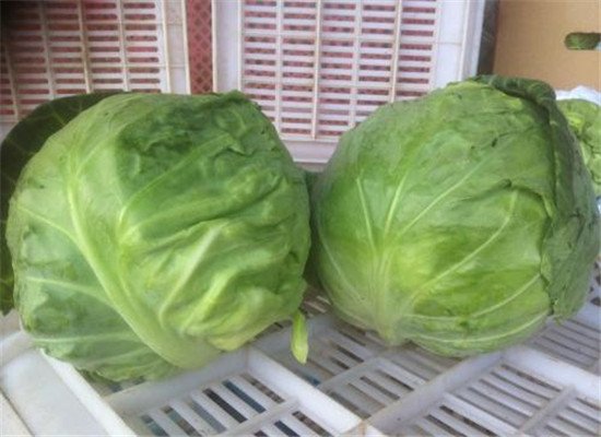 男性老年人便秘吃什么_宜吃食物