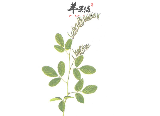 女性服用饿蚂蝗活血止痛效果好