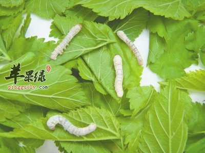 饲养蚕宝宝的桑叶人类能吃吗  第3张