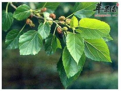 想要美容护肤 桑叶泡茶就可以了  第3张