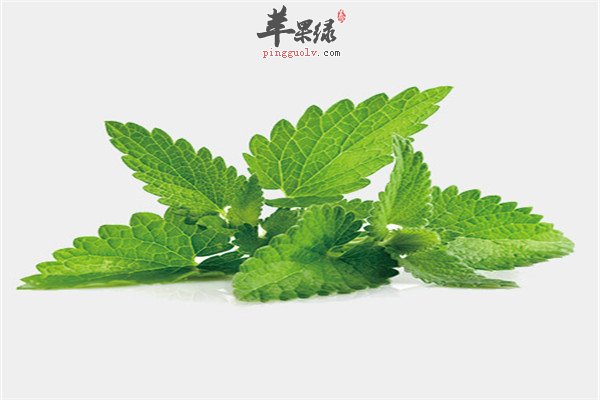 薄荷的食用方法以及它的养生功效  第4张