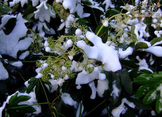 去燥下火吃哪些食物 大雪降火食物