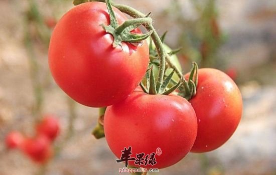 白领要多吃这些食物 能摆脱亚健康问题  第3张