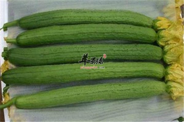 夏季大暑节气最适合的解暑食材  第2张