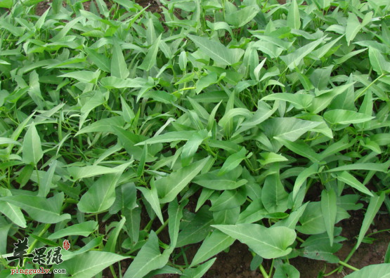 适合惊蛰时节吃的两种蔬菜佳品  第1张