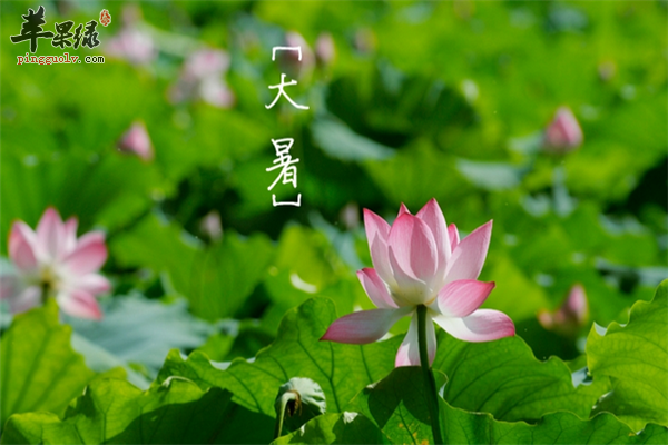 大暑节气养生的三大禁忌要明白  第3张