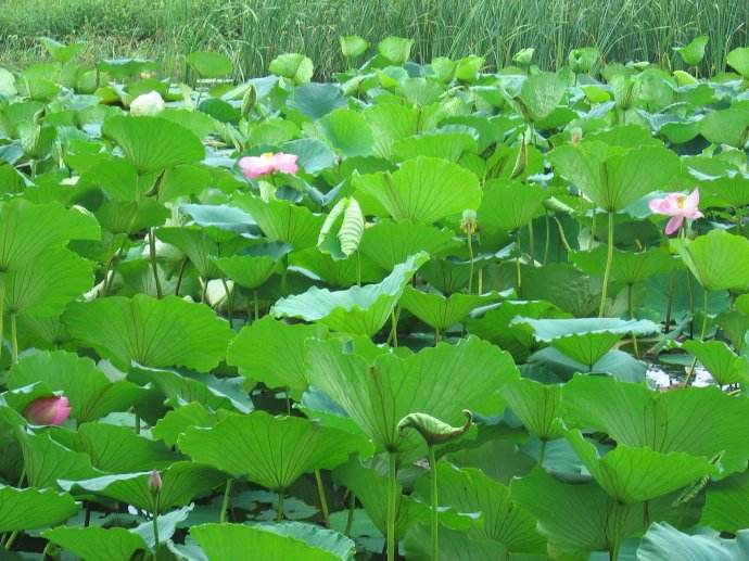 小满种什么菜  第1张