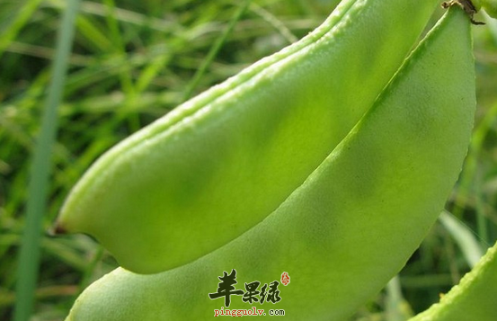 梅雨季节比较适合吃的九种食物  第3张