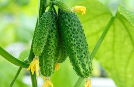 夏至节气吃哪些蔬菜可以补水