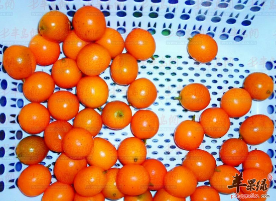 冬季吃橘子可以减肥瘦身吗  第4张