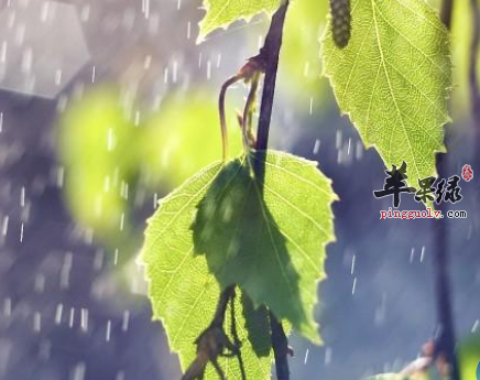 雨水节气比较适合吃的三种蔬菜  第1张