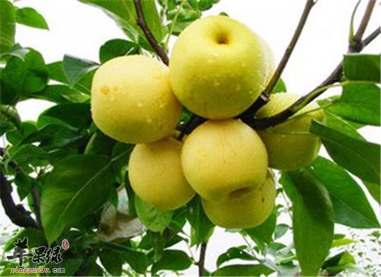 冬季干燥 推荐滋阴润燥的食物  第1张