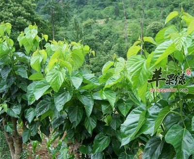 家有桑叶保健康