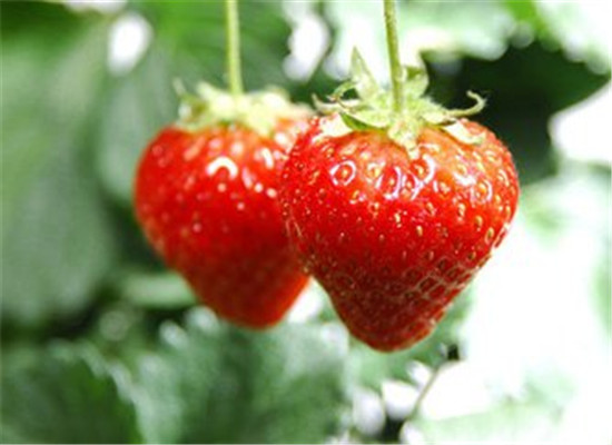 夏季如何降火 常吃葡萄和草莓  第3张