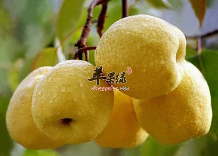 春季很适合吃梨 能清热排毒止咳  第1张