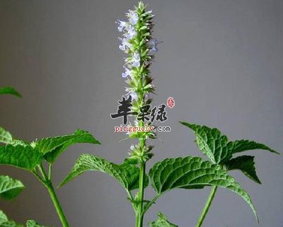 夏季常备良药藿香正气散  第1张