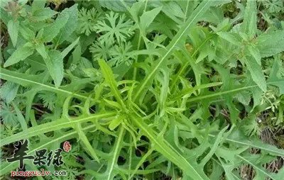 大暑我们该如何进行饮食养生