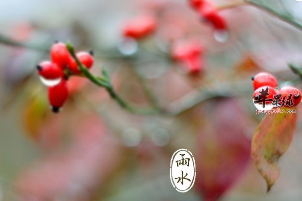 雨水节气养生要注意预防感冒  第1张