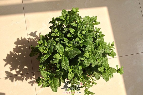 薄荷治疗口臭效果更加明显  第2张
