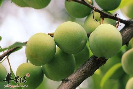 芒种节气吃什么好 这些食物别错过  第3张
