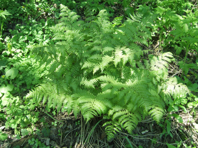 小满种什么菜  第4张
