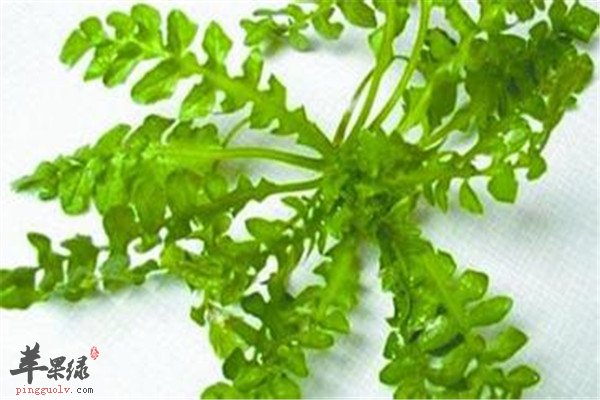 春季最适合吃的三种养生蔬菜  第1张