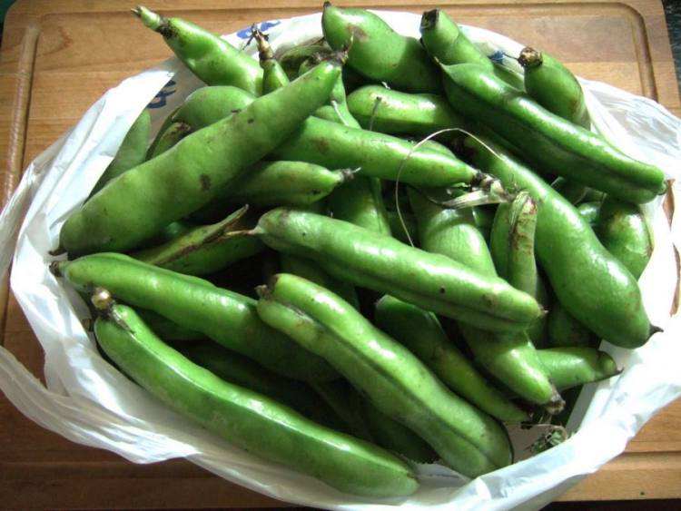 孕妇能吃蚕豆吗  第4张