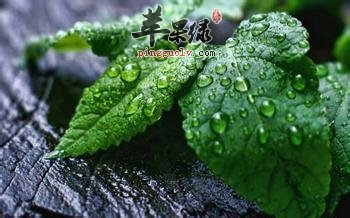 薄荷有降血压的神奇效果 你知道吗  第4张