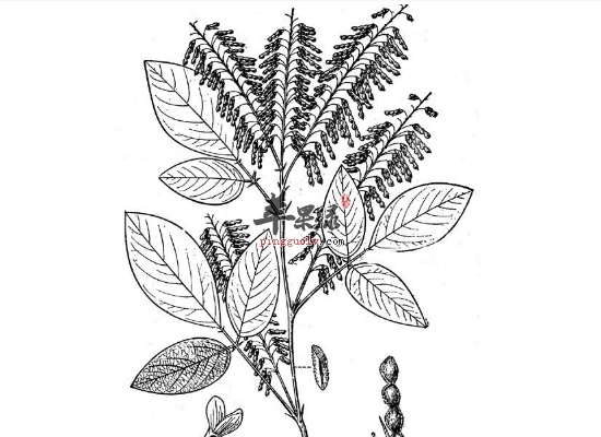 女性服用饿蚂蝗活血止痛效果好  第2张