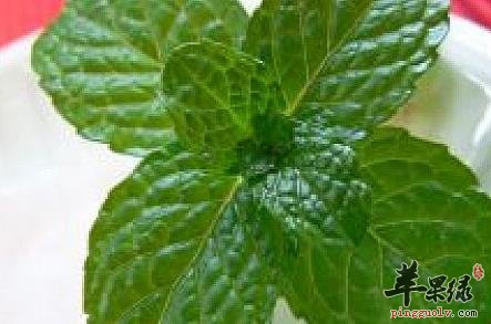 女性生理期可以吃薄荷吗 来看详解  第4张