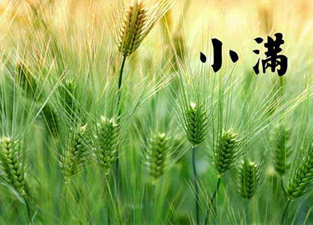 小满吃什么菜  第1张