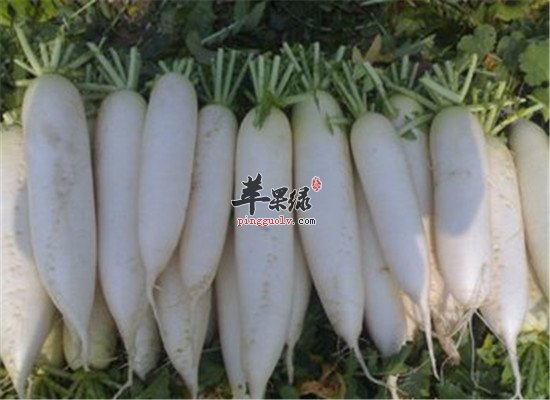 缓解小儿哮喘 试试止咳平喘的食材