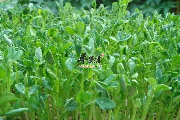 盛夏七月份适合的三种时令蔬菜  第3张
