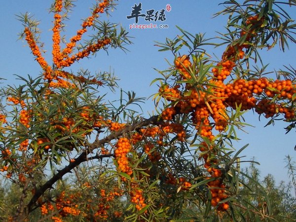 夏季美白 防晒 养生的水果有哪些  第2张