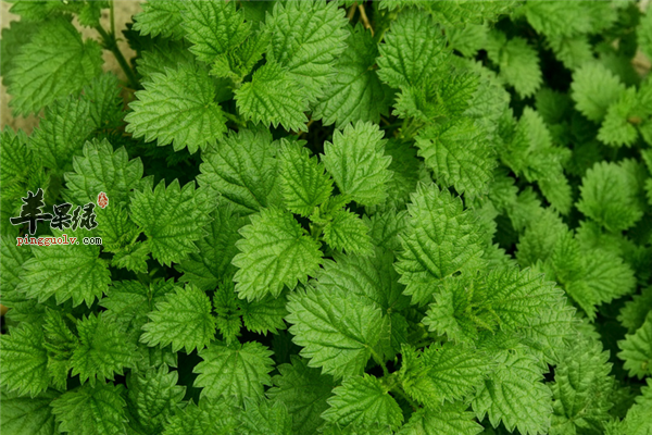 薄荷叶清凉止痒消炎预防感冒